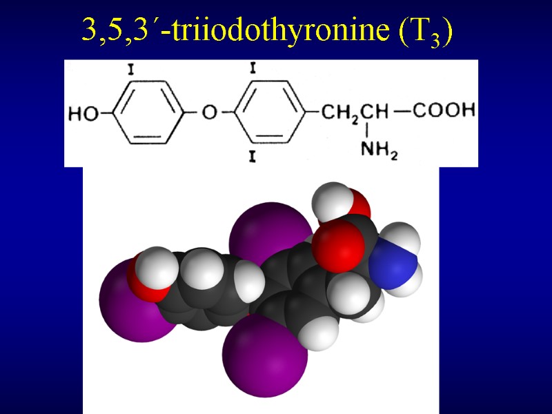 3,5,3´-triiodothyronine (T3)